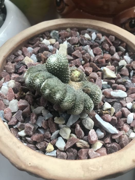 Кактус Блосфельдія Blossfeldia щеплений