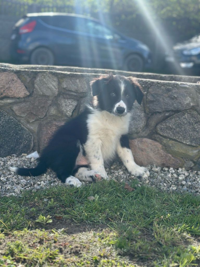 Piesek Border Collie czarnobiały