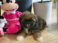 Shih tzu brazowa suczka
