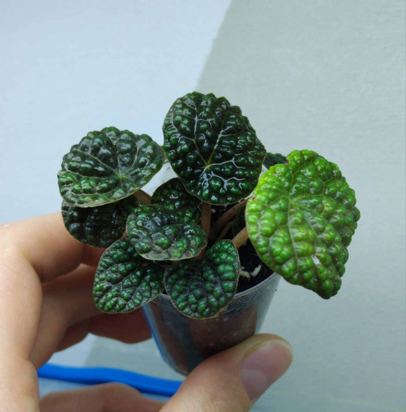 Пеперомія green bubble,пеперомія прострата