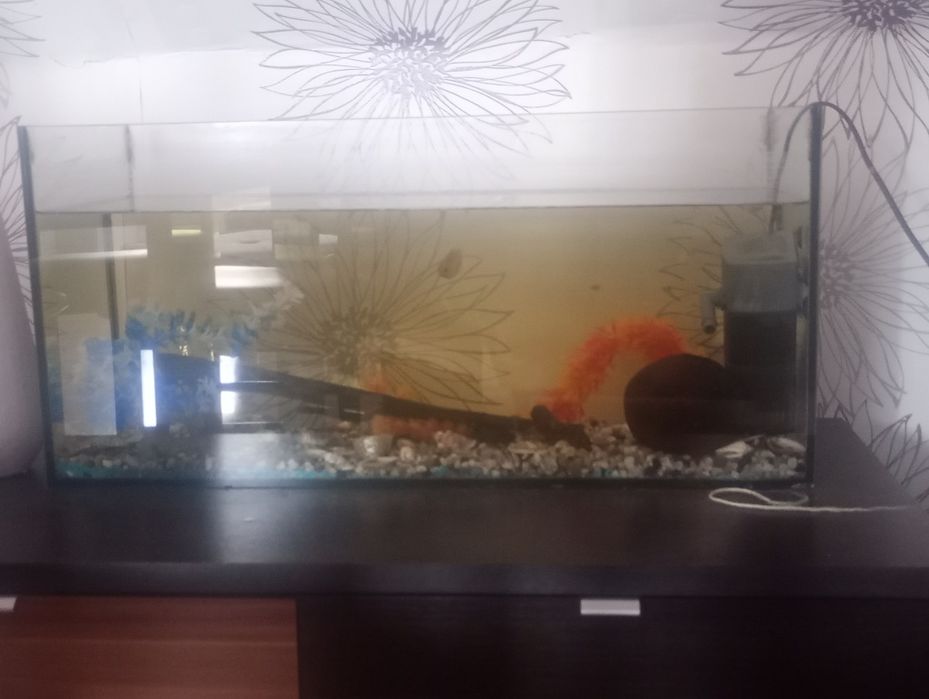 Sprzedam akwarium z rybkami