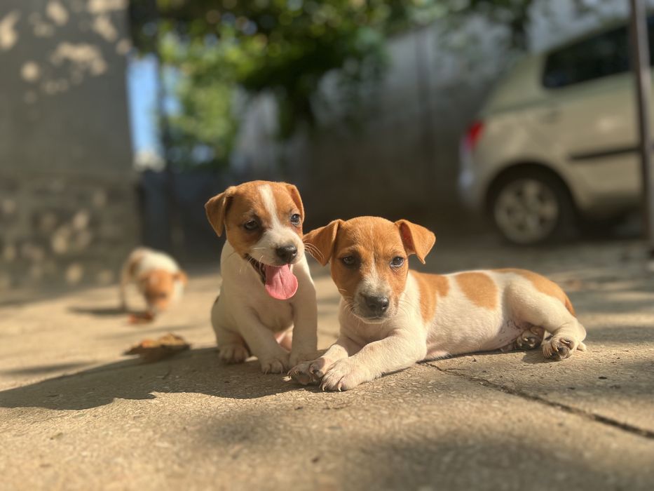 Хлопчики та дівчатка Джеки