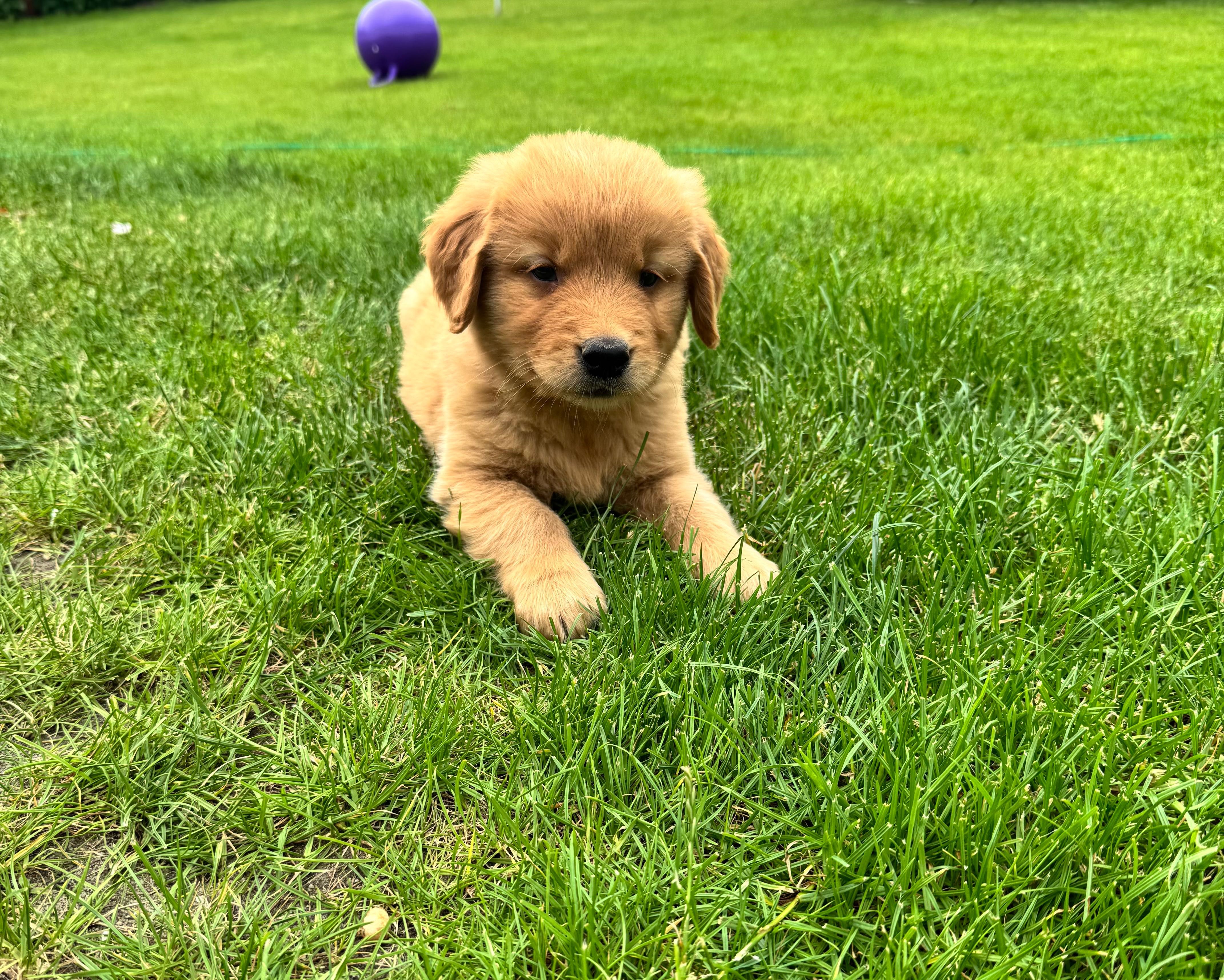 Golden retriever