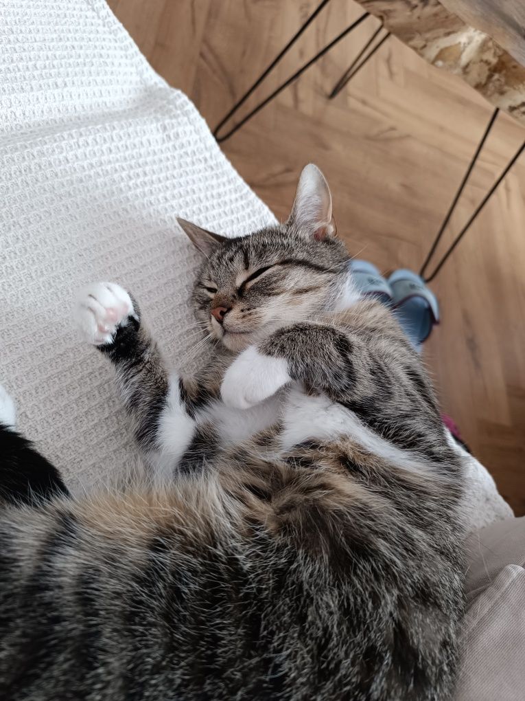Oddam kotke w dobre ręce