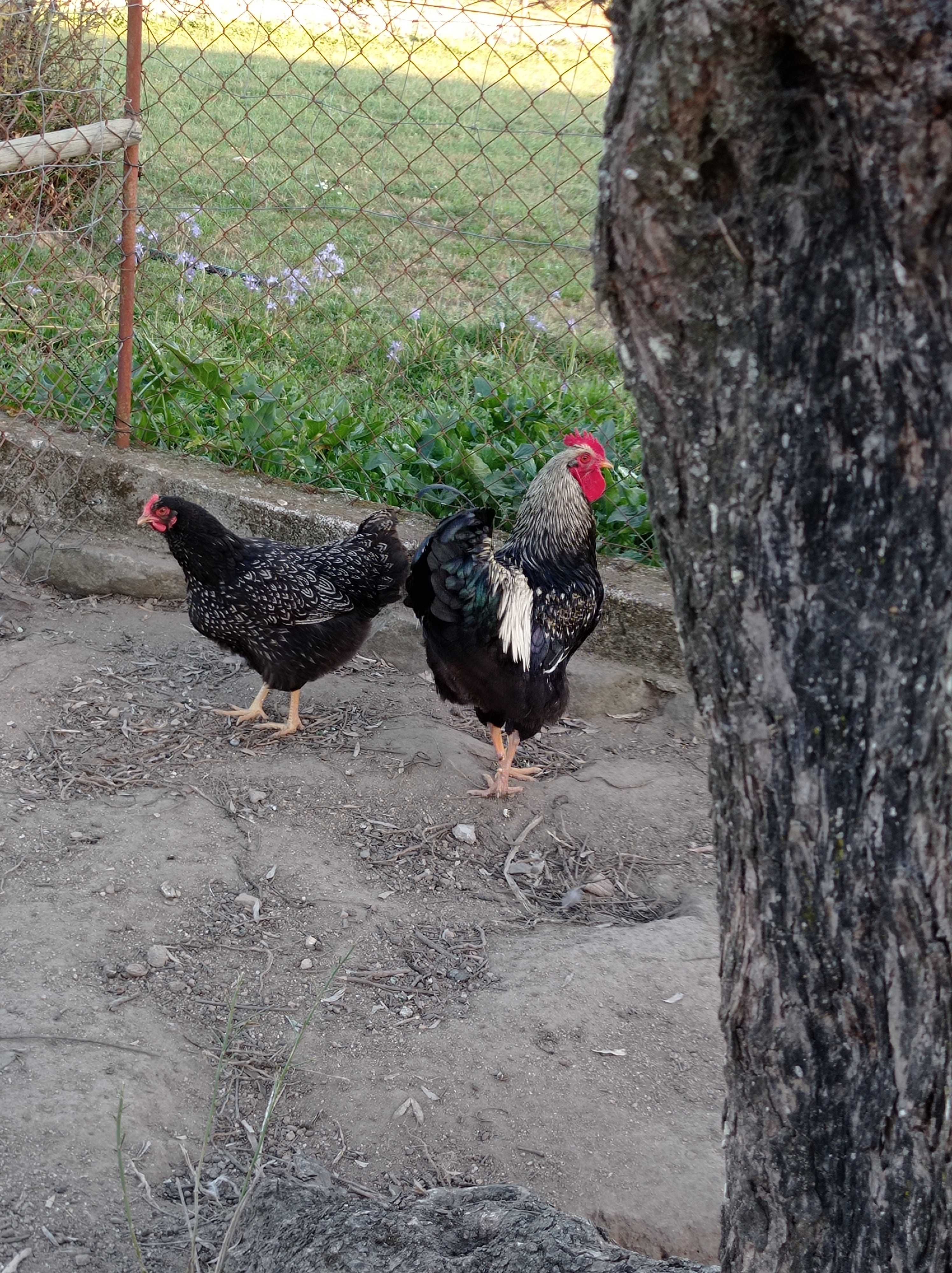 Ovos de galinhas exóticas