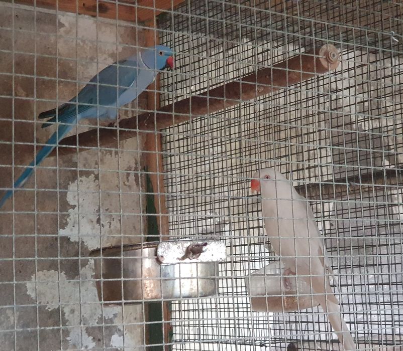 Ring necks para cedência.