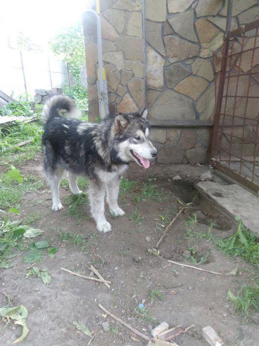 Кобель "Аляскинский маламут" для вязки