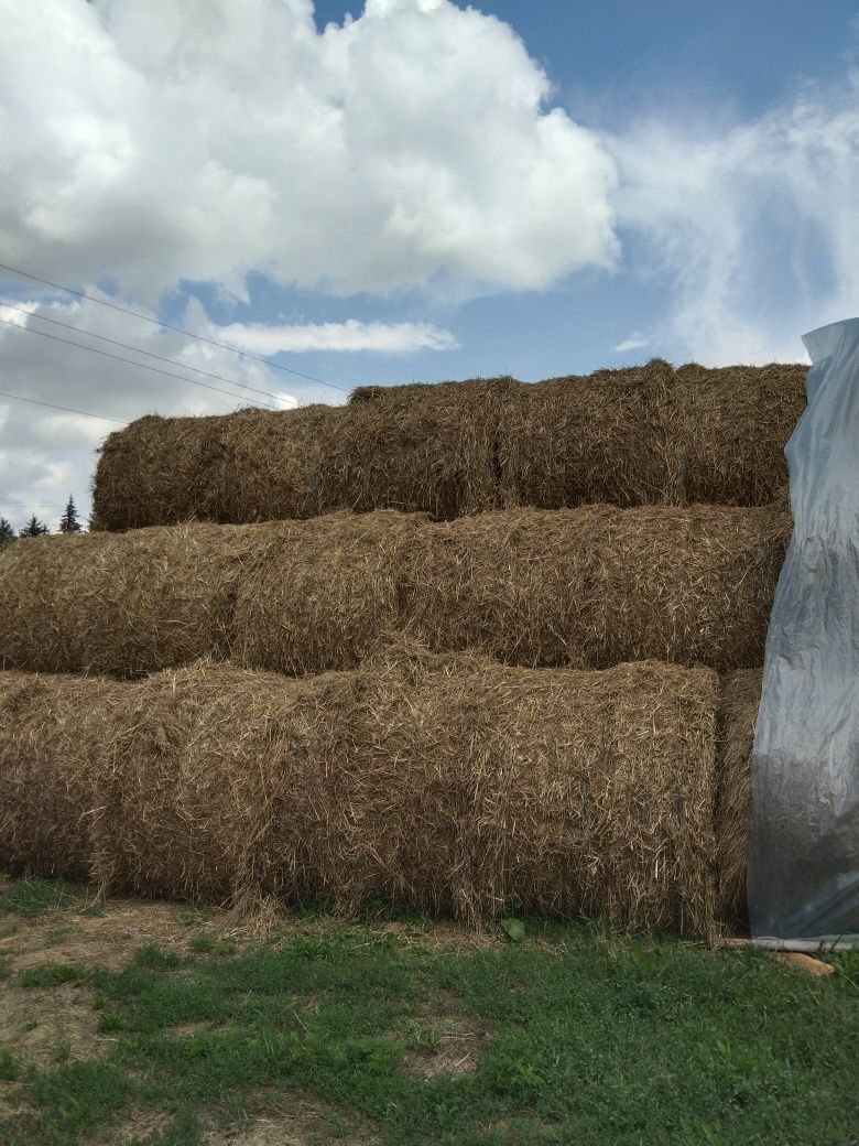 Продам солому в тюках сіно сено в тюках люцерка солома для мульчи