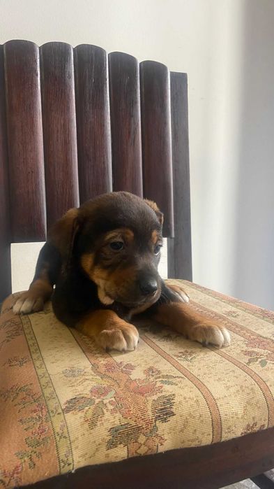 Cadelinha para adoção