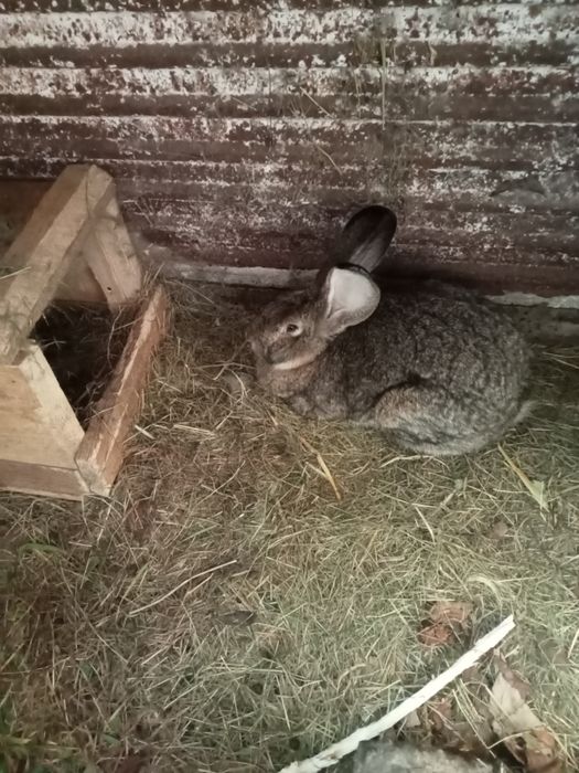 Królik, samica belg, roczna