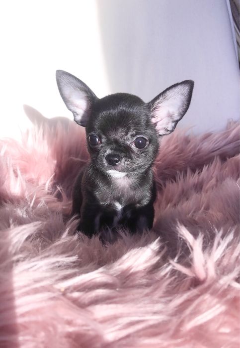 Супер міні дівчинка чихуахуа!