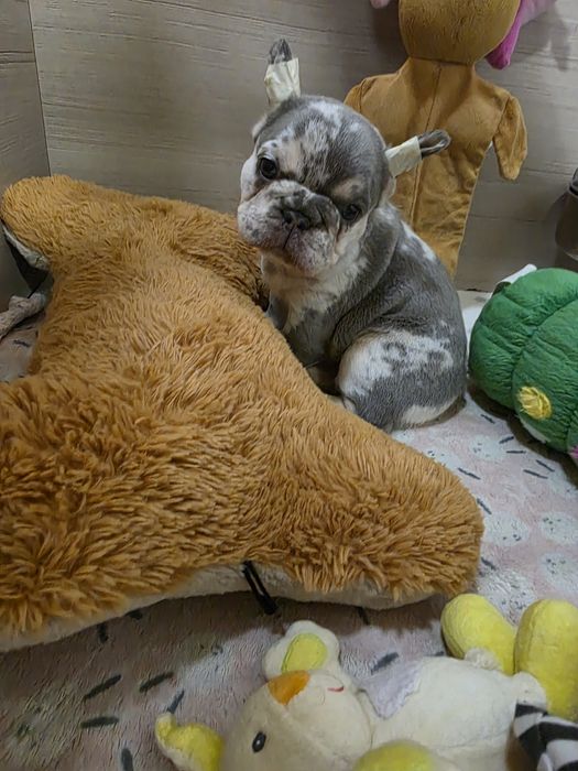 Дві дівчинки мерле і лілак мерле