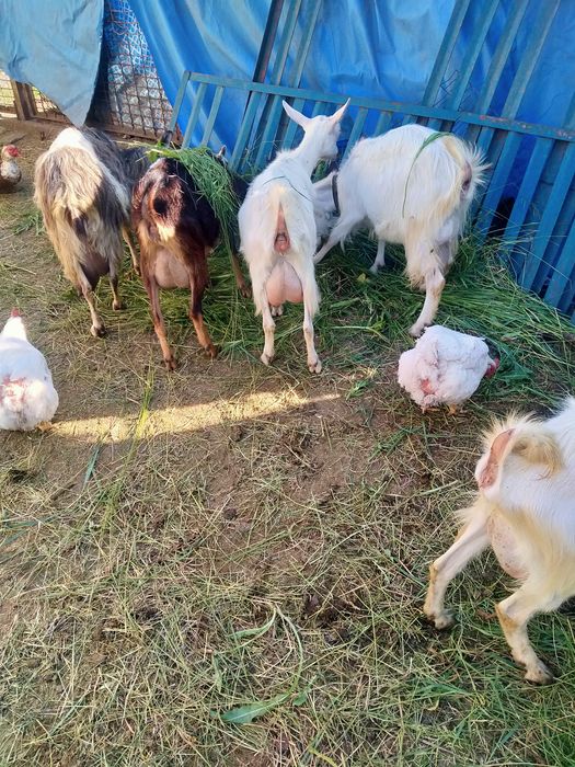 Продам кози дойні