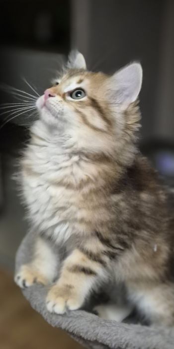 Kocurek Syberyjski MAX rodowód FIFE FPL