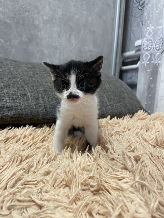 Віддамо кошенят у добрі руки