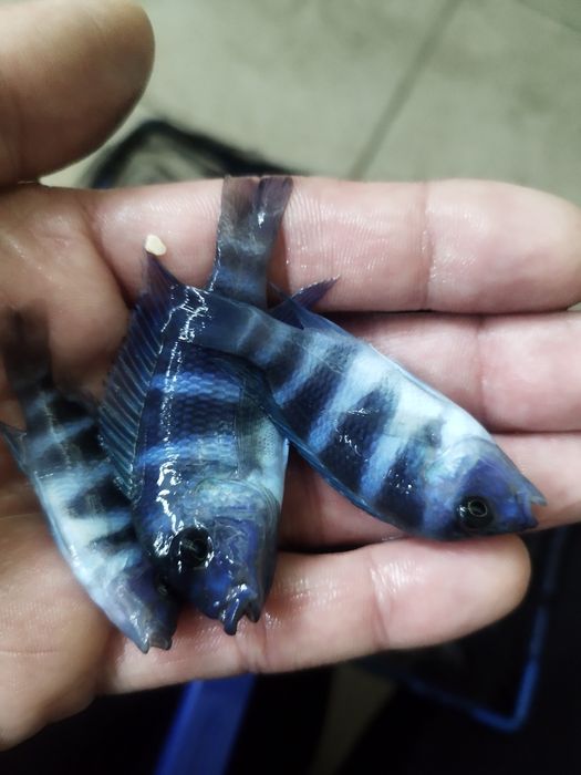 Cyphotilapia gibberosa blue zair moba tanganika