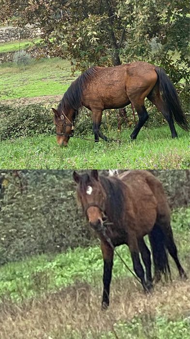 Cavalo garrano manso