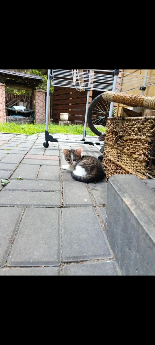 Oddam kotki w dobre ręce