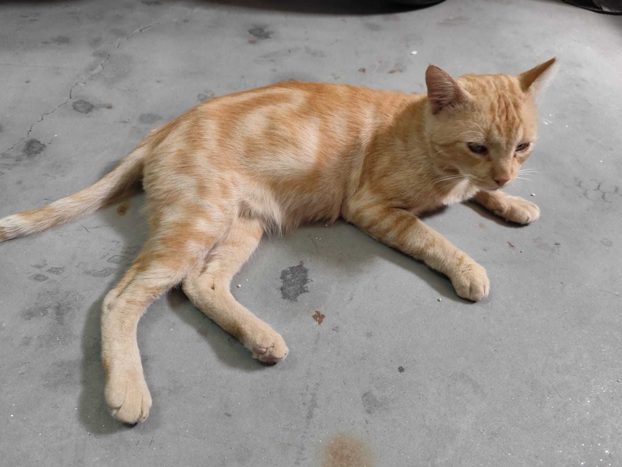Gato adulto para adoção consciente