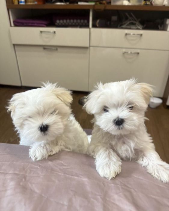 Maltańczyk Rodowód + książeczka zdrowia