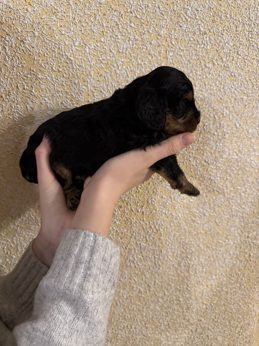 Cavapoo, pudel red i cavsloer king charles spaniel