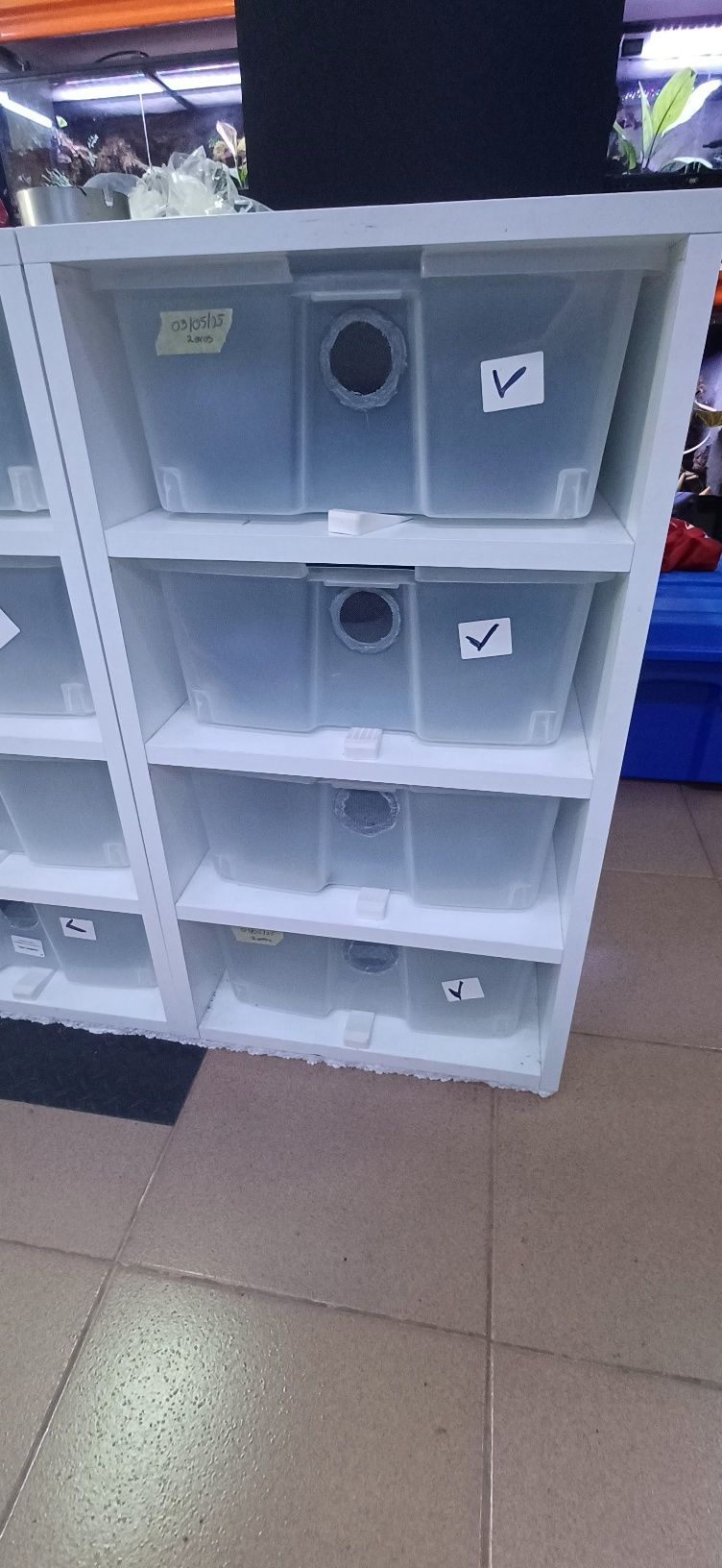 Rack para geckos/cobras