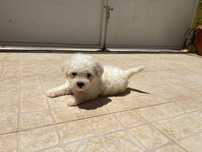 Caniche miniatura