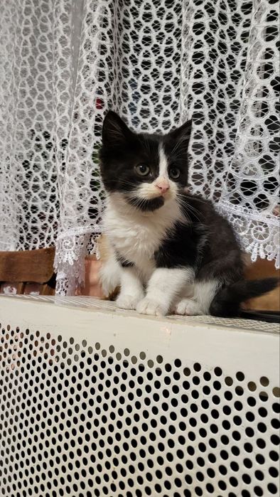 Віддам котиків у добрі руки