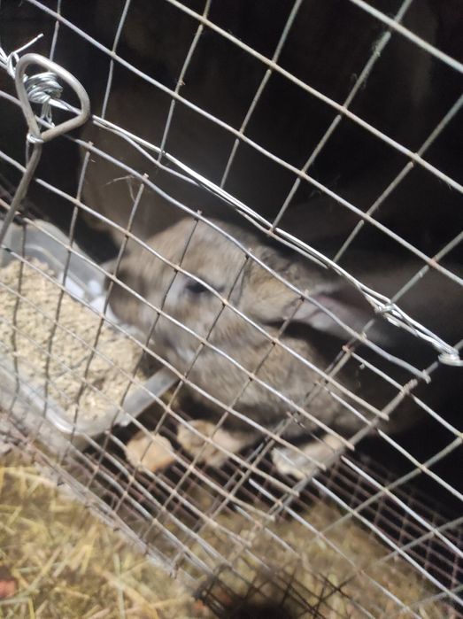 Кролики різного віку