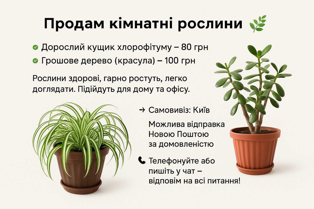Продам кімнатні рослини – хлорофітум і грошове дерево