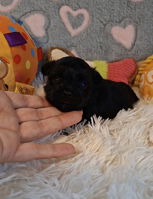 Maleńka suczka Yorkshire Terrier Black.