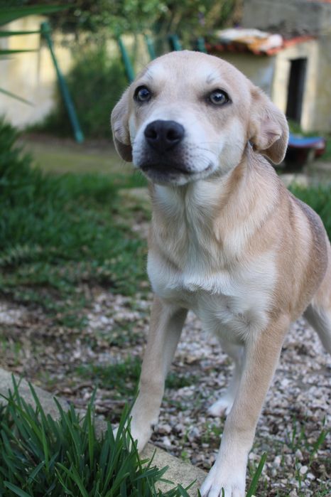Cadelinha bebé para adopção