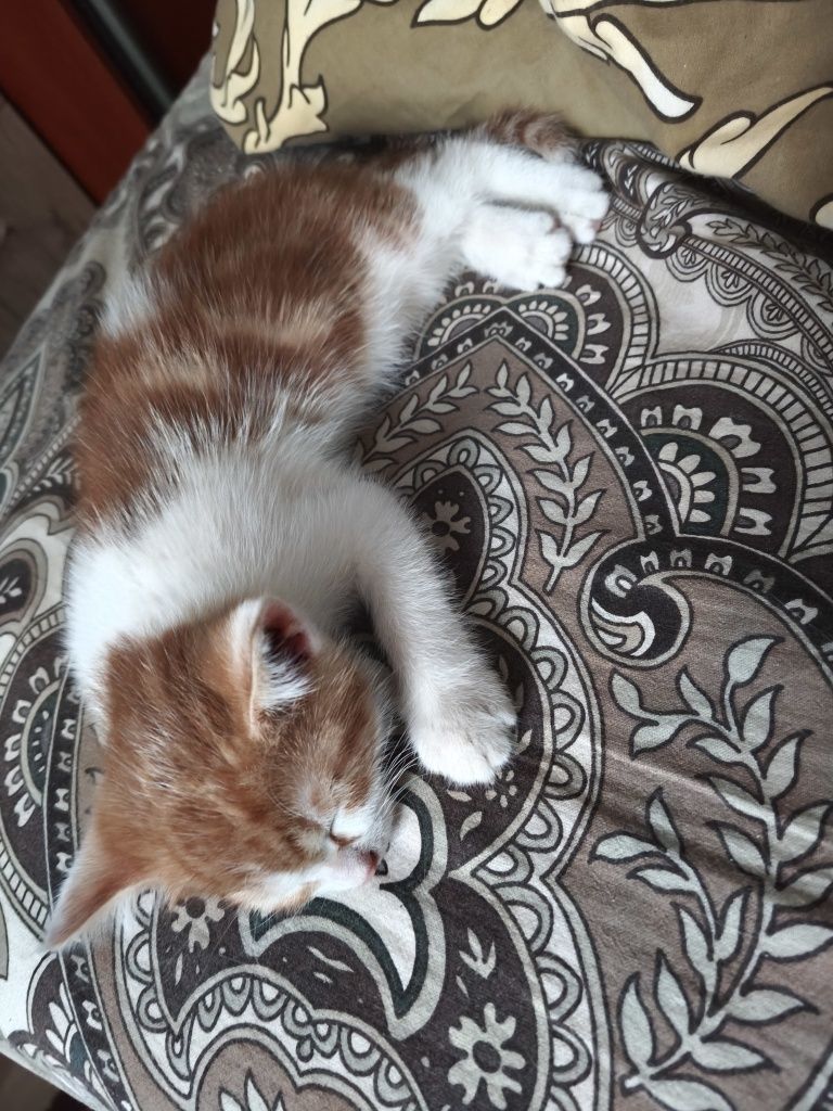 Котик з цікавим окрасом