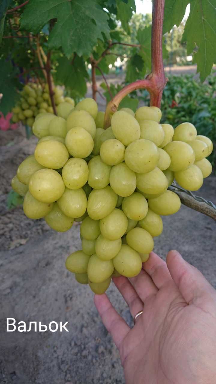 Живці (черенки, чубуки) винограду