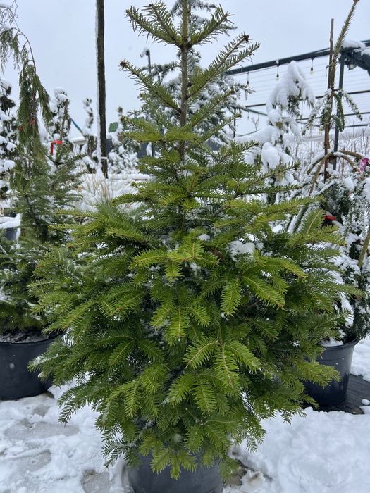 Ялинка у горщику жива ялинки новорічні