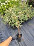 Dereń sibirica variegata p9