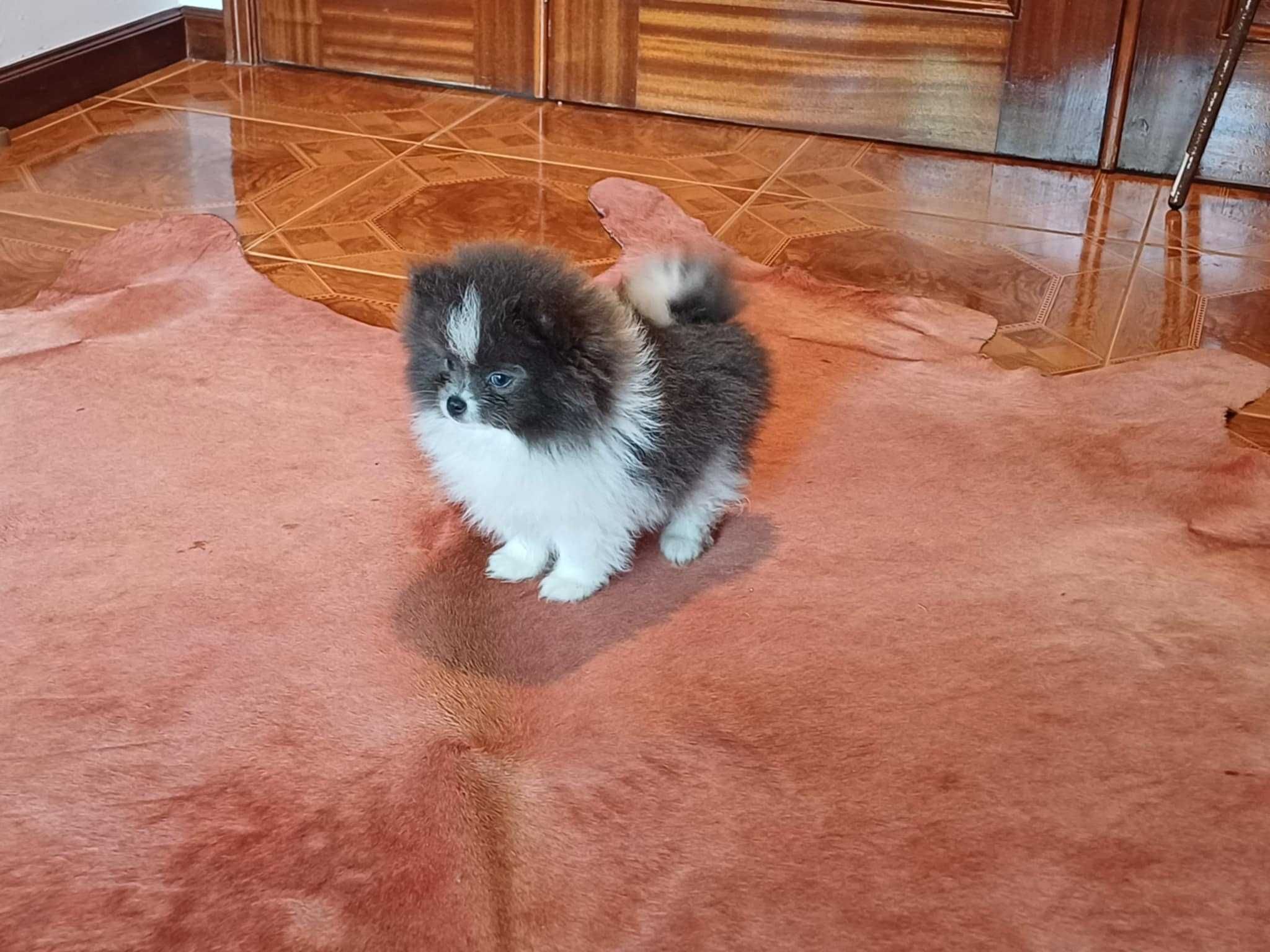 Spitz Alemão Anão/ Lulu da Pomerânia  FEMEA BRANCA E AZUL  LOP e AFIXO