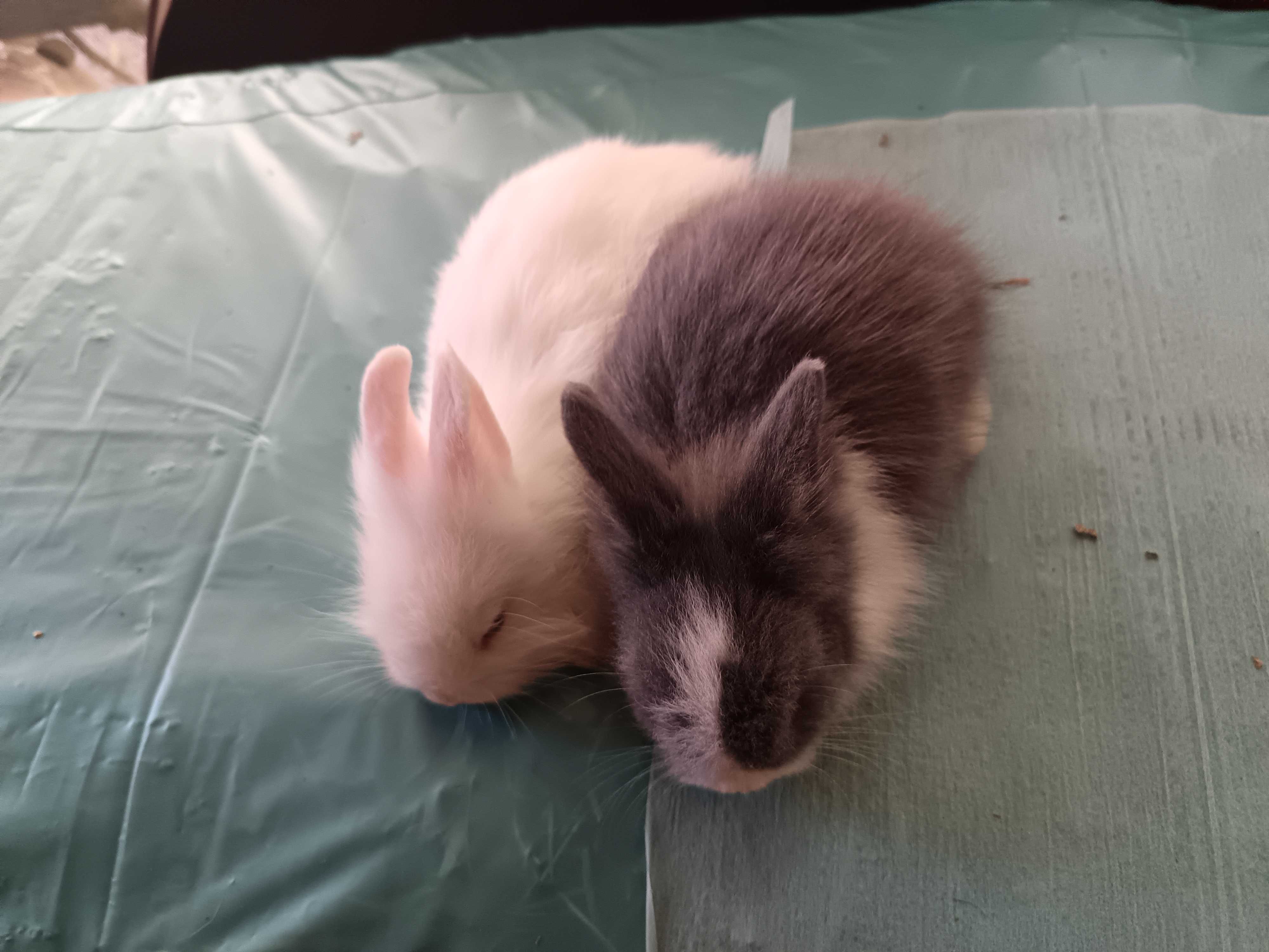 Coelhos anões de estimação muito fofinhos