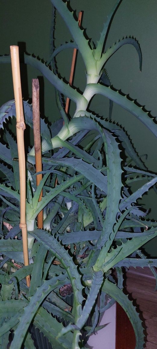 Wielki aloes z doniczką