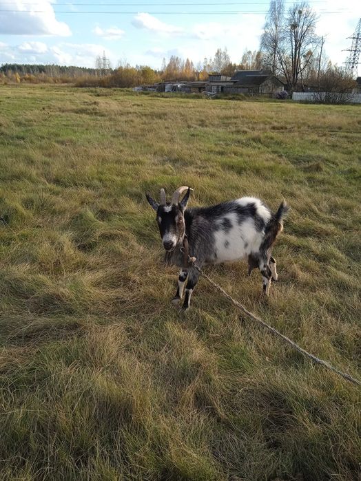 Продається альпійська коза