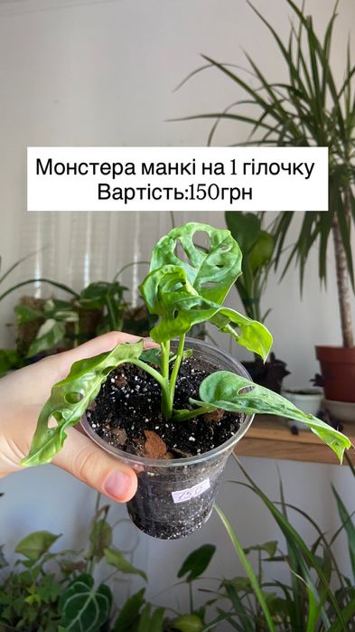 Вазон монстера манкі на 1 і 3 гілочки