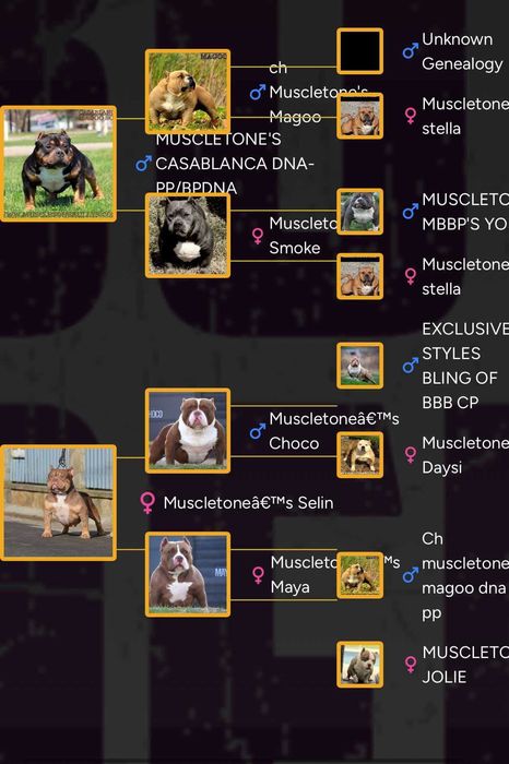 Muscletone's 100 % American Bully ABKC