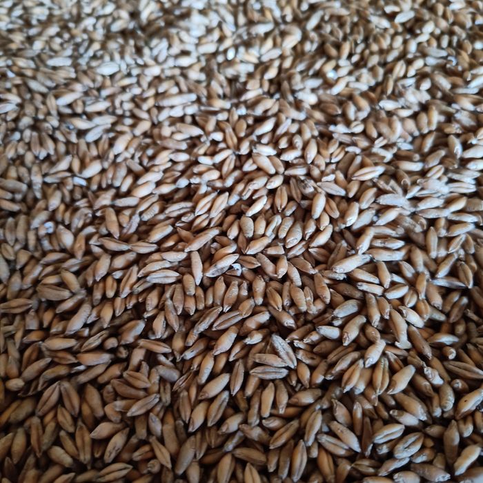 Sprzedam pszenżyto meloman