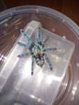 Caribena versicolor L2