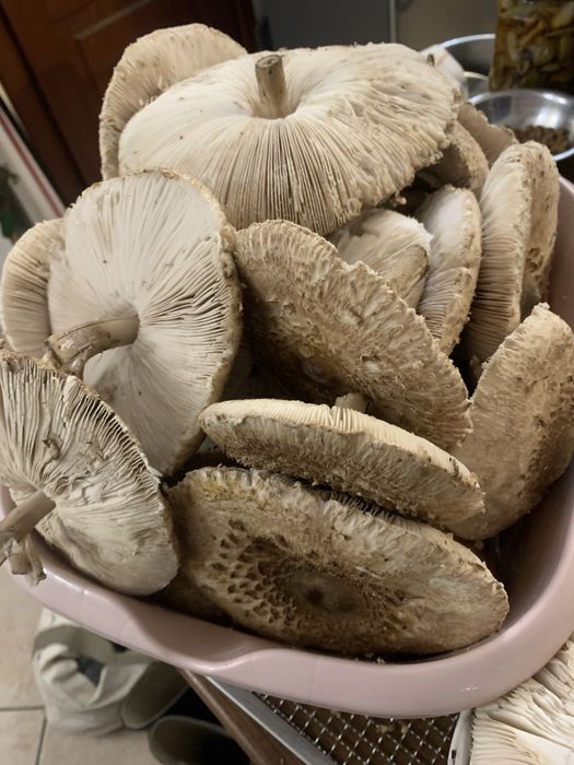 Kanie grzyby z podlaskich lasów