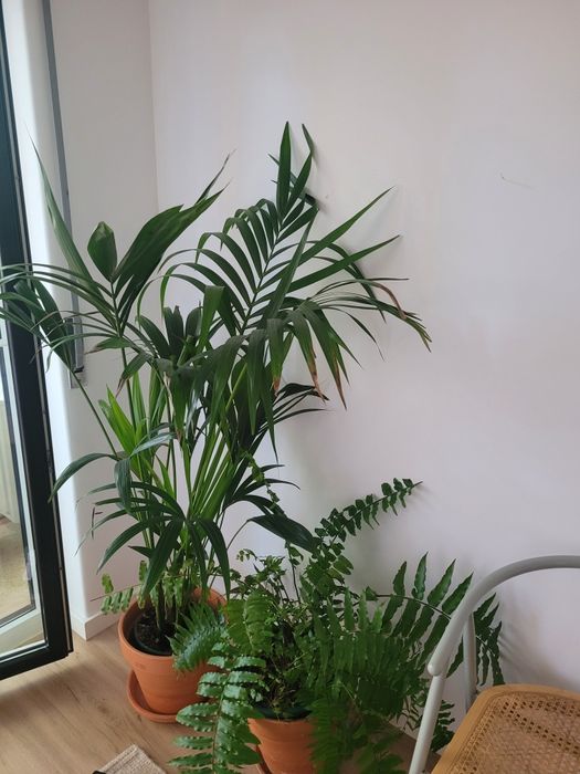 Planta palmeira e vaso de barro