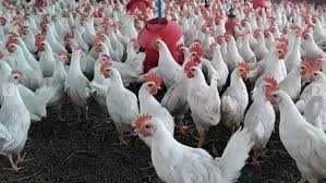 Kury Nioski młode z wolnego wybiegu ! Rosa Messa Leghorn Grenn Shell !