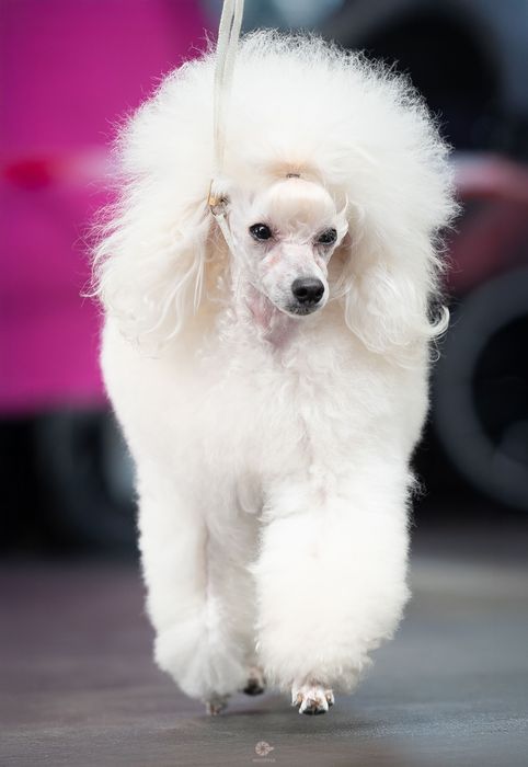 Biały pudel toy Fci Zkwp  6 miesiące  chłopiec