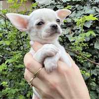 Chihuahua biała ZKwP FCI