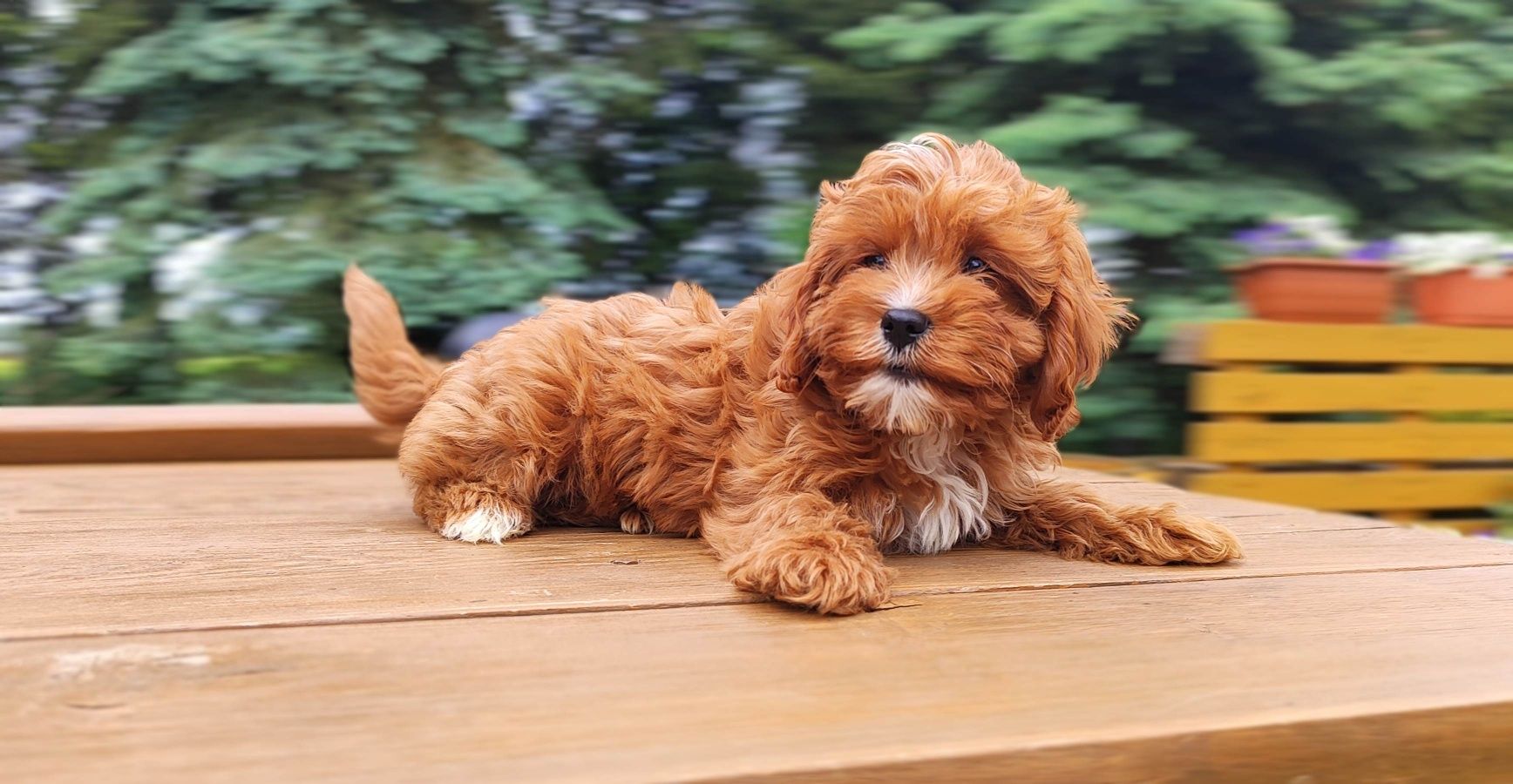Rodowodowe Urocze Szczenięta Cavapoo  • GOTOWE DO ODBIORU •